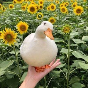 Meet your Posher, Dan